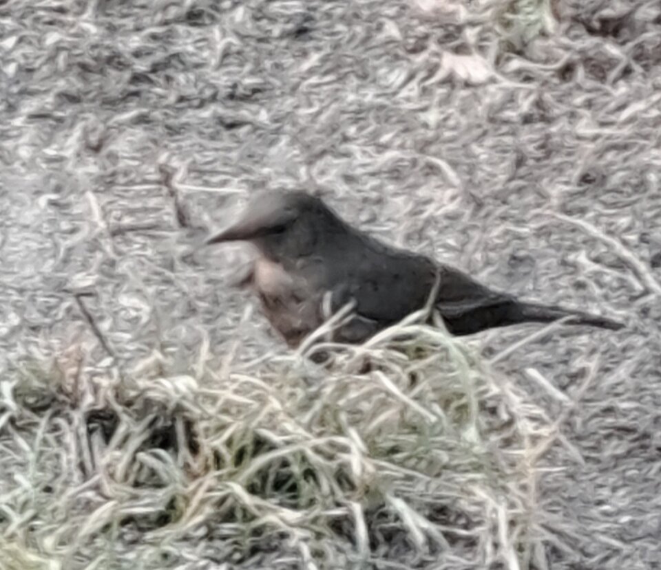 1000050171.jpg - Tuptus6