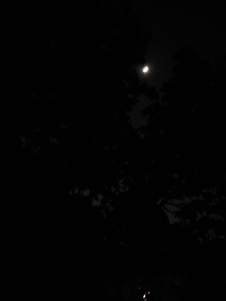 20260421_214600.jpg - Chiroptera1962