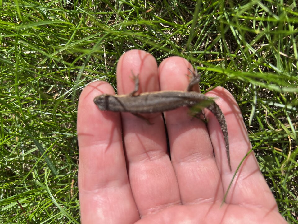 Czy dobrze leży w dłoni🤔 - Bezniku12