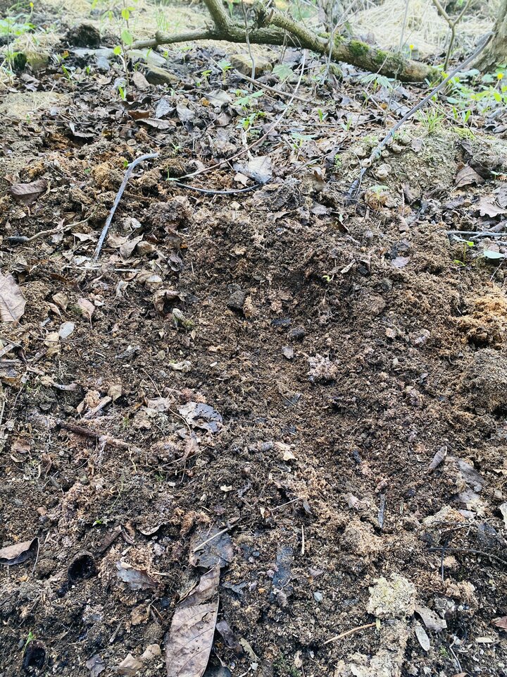 IMG_0310.jpeg - May_Day